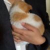北京领养：有人领养3个月的小狗吗？