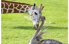 和谐宠物界：长颈鹿VS鸵鸟，你们这是要恋爱吗?