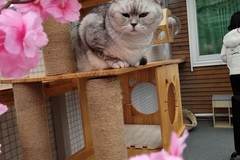 花间猫苑1