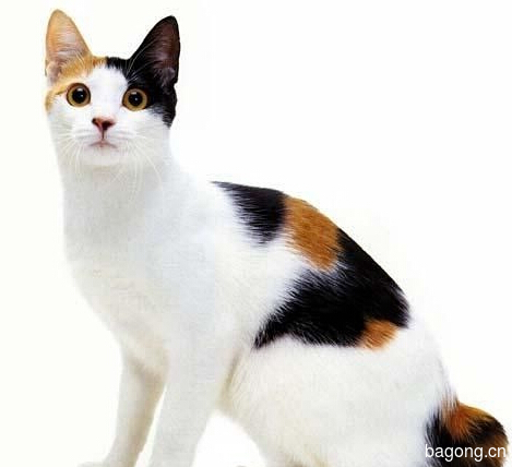 教您快速辨别猫星人品种！！！22