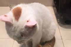 动力宠物管家7