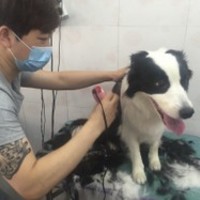 旺旺宠物会馆 封面小图