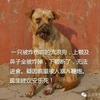 我无意于宣扬这种丑恶，但良心让我无法选择沉默！看过的人99%都投下了救命一票！！！