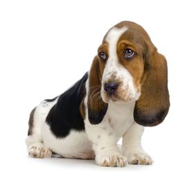 巴吉度犬|巴塞特猎犬,巴吉度猎犬