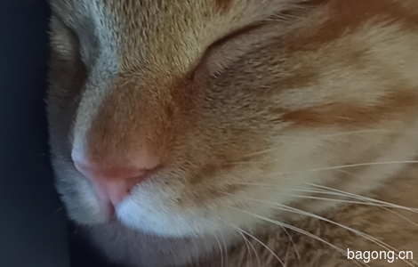 特别粘人的一直小橘猫，很活泼。喜欢趴键盘旁边睡觉。2