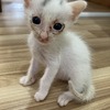 【送养】白色3周小奶猫，寻有爱的主人