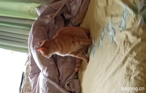 特别粘人的一直小橘猫，很活泼。喜欢趴键盘旁边睡觉。1