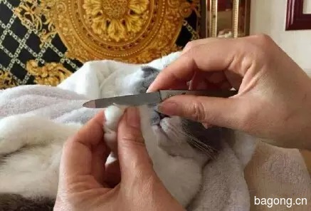 一个网友po出的给自己家猫做护理的过程，这生活品质...活得不如猫啊！2