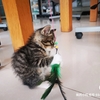 一窝小奶猫找领养