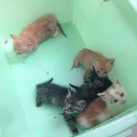 天津五只小奶猫求领养。