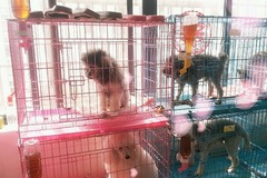璟晨犬舍4