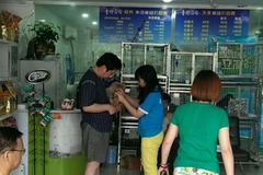 青橙庄园宠物专售旗舰店(上海健康狗基地)4