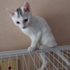 小白猫免费领养