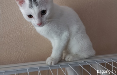 小白猫免费领养0