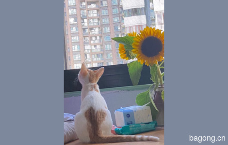小橘猫，背后有一颗爱心图案，喜欢在窗边看风景3