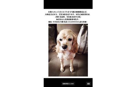 寻狗启示、2016年2月1日下午在上...