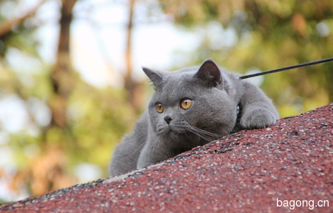 英短种猫退役找领养4