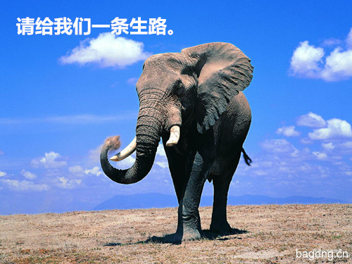 野生大象遭惨砍头取牙，为何要残忍的对待它？1