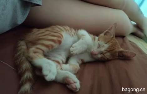 两个月小橘猫找领养3
