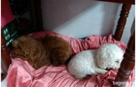 白色狗狗于12.2在上海宝山区牡丹江路密山路友谊支路附近走丢