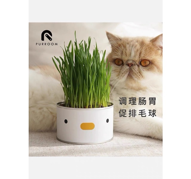 PURROOM小叽天然猫薄荷猫草