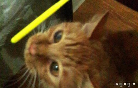 老虎猫免费领养1