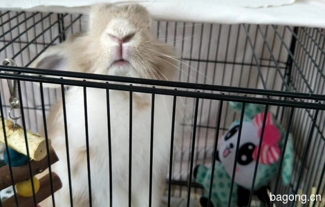家有小兔一只~因为搬家带不走，求好心人收养呀0