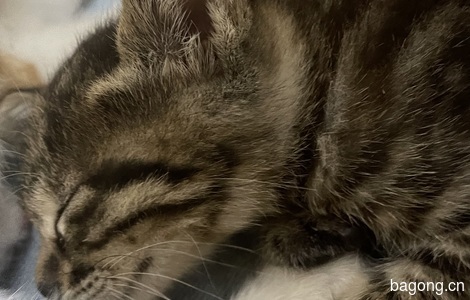 无偿领养猫咪2