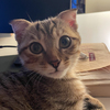 上海流浪小猫免费领养