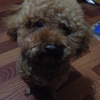 我的狗在杭州临安洪岭走失了，请...