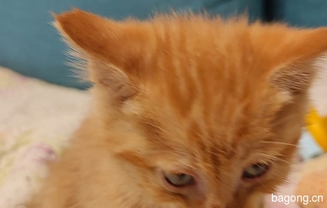 一个月大的小橘猫无偿领养0