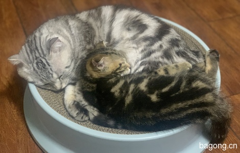 [仅限北京]2个多月的可爱猫咪想找一个家3