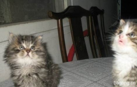 一个月大的两只小奶猫(公猫)免费找领养(限北京)5