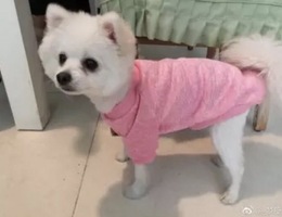 狗狗于2018年4月30日晚18:00左右...
