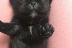 上海卡门犬舍3
