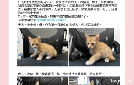 两只可爱小猫崽求免费领养，坐标东莞厚街万达2