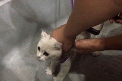 贝堡斯宠物生活馆2