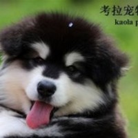 考拉宠物摄影 封面小图