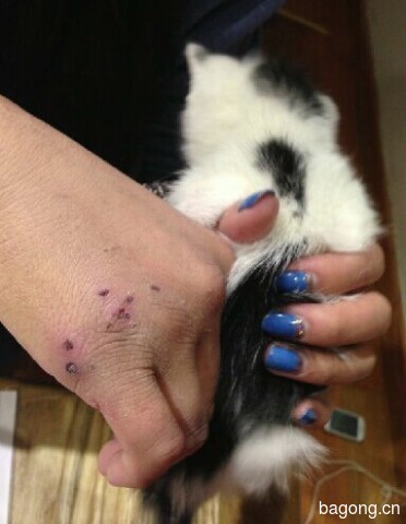 虐猫事件再爆发！谁来拯救这些生命？3