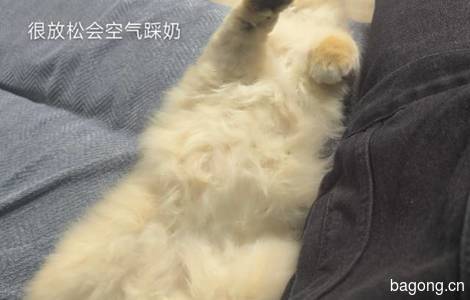 非常听话的金渐层长毛猫2