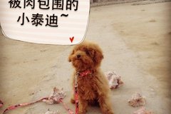北京市俊鹏工作犬训练有限公司2