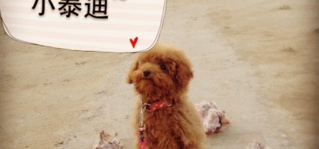 北京市俊鹏工作犬训练有限公司2