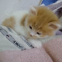 爱心/:heart领养一个月零五天小橘猫