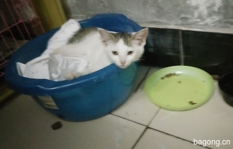 有一只小猫三个月身体很好都可以洗澡的！0