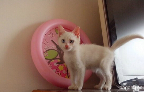 蓝眼白色可爱小奶猫 那位好心麻麻带我回家1