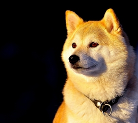 柴犬|日本柴犬,西巴犬
