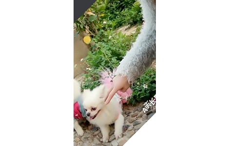 狗狗尾巴是粉红色的，眼睛有严重...