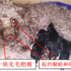 泰迪犬，母，名叫“卡迪”，11岁...