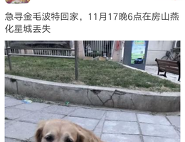 爱犬金毛于2017年11月17日晚六点...