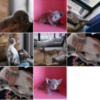有几只东方短毛猫求条件允许有能力抚养的家庭继续抚养